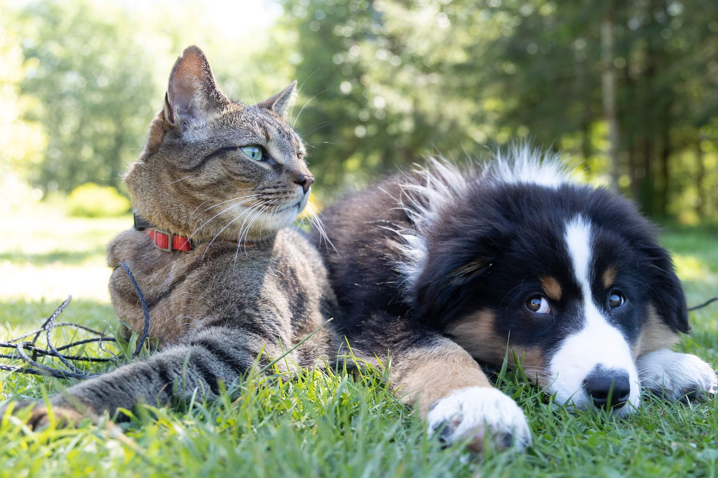 Is Pet Insurance Worth It?